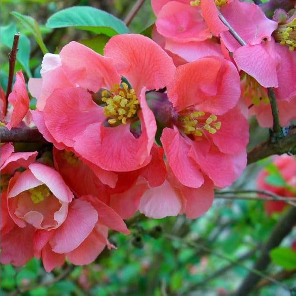 Pink Chaenomeles Flower Seeds for Planting – 100 seeds for planting in home garden