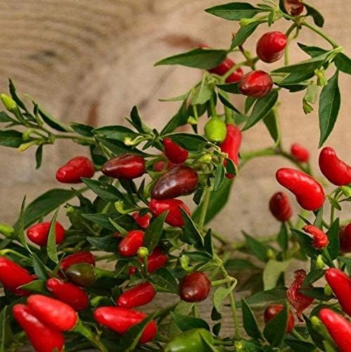 Pepper Capsicum Chinense Hottest Vegetable Seeds for Planting – Spicy Variety for Home Garden and Culinary Use