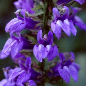 Blue Cardinal Flower Seeds for Planting - 100 seeds for planting in home garden
