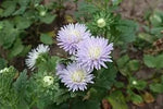 Lavender Aster Flower Planting Seeds for Garden NON GMO Seeds Dhara Seeds