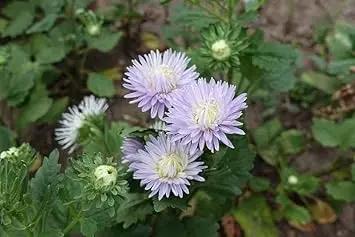 Lavender Aster Flower Planting Seeds for Garden NON GMO Seeds Dhara Seeds