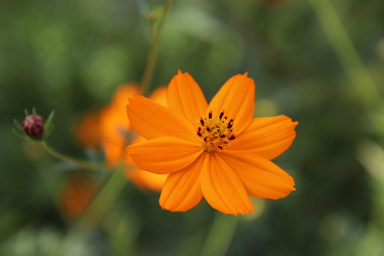 Aster Callistephus Chinensis Flower Seeds