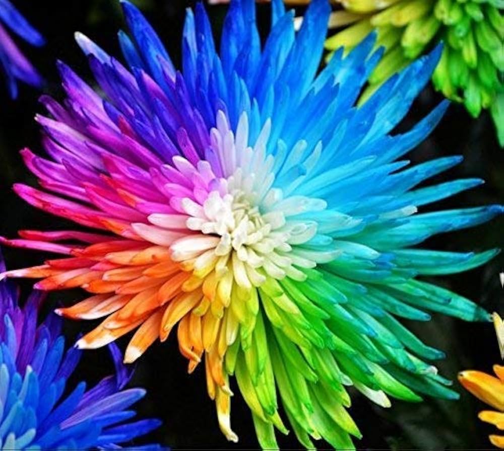 Rainbow Chrysanthemum Seeds for Planting for Home Garden and Flower Bed