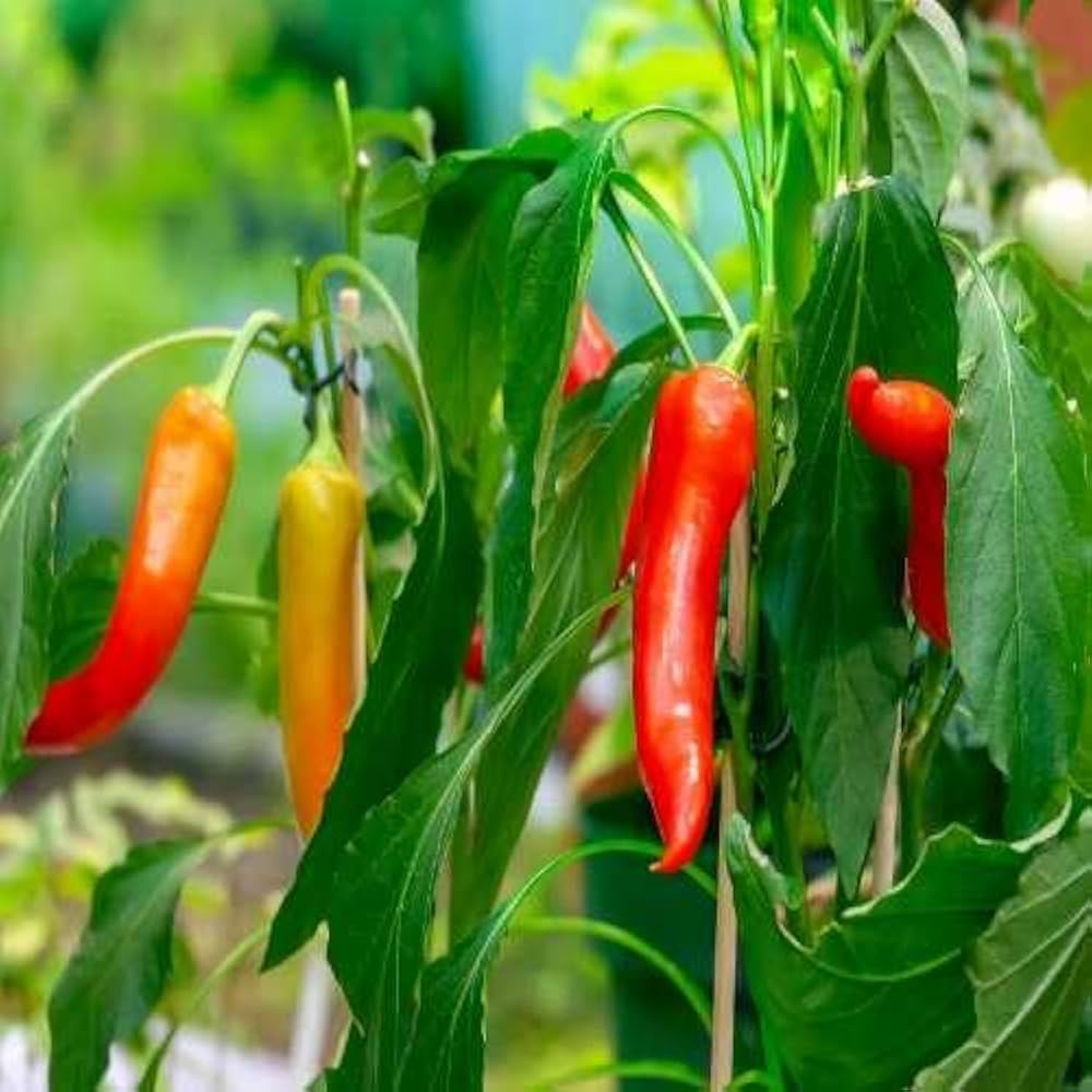 Hungarian Seeds for Home Garden