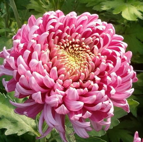 Pink Chrysanthemum Flower - Heirloom, Non - Gmo Seeds