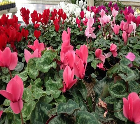 Cyclamen Flower - Heirloom, Non - Gmo Seeds