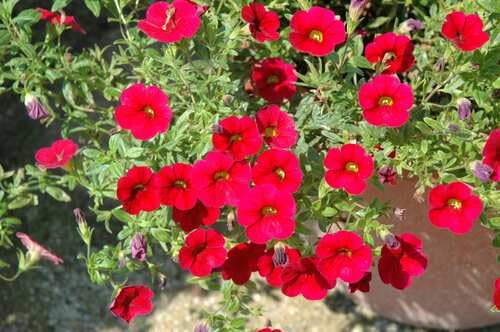 Burgundy Petunia Flower Seeds – Heirloom, Non-GMO, High Germination Organic Garden Seeds for Planting