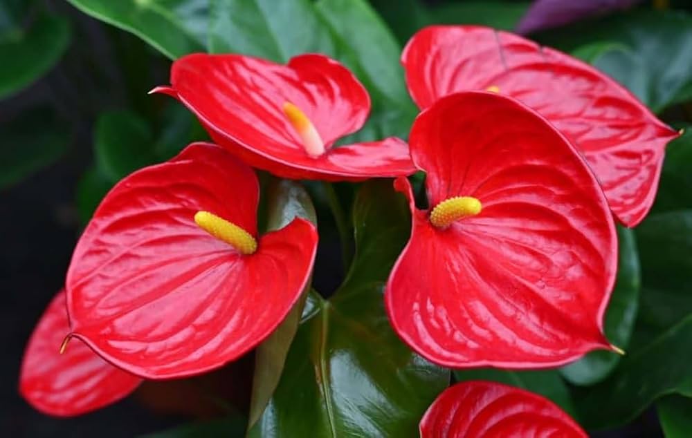 Anthurium Anthurium Andraeanum Rare Flower Seeds for Planting – Suitable for Potted Balcony Plants and Indoor Decor