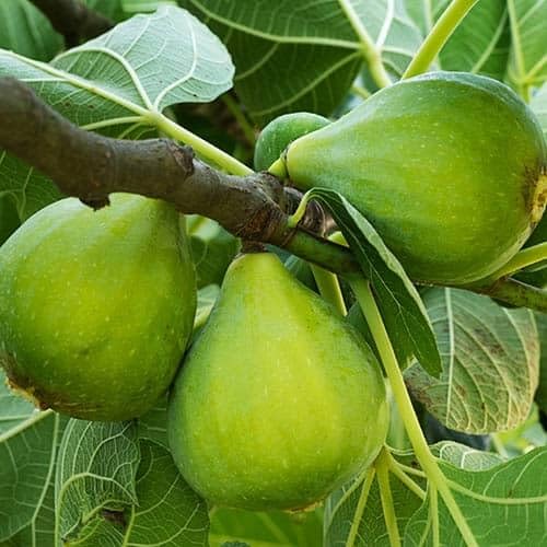Fig Tree Green - Heirloom, Non - Gmo Seeds
