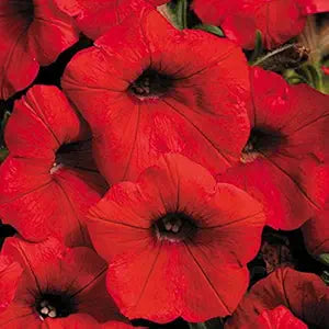Double Wave Red Petunia Seeds (Seed Pack)