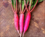 Dark Pink Radish (Raphanus sativus) seeds for planting in home garden