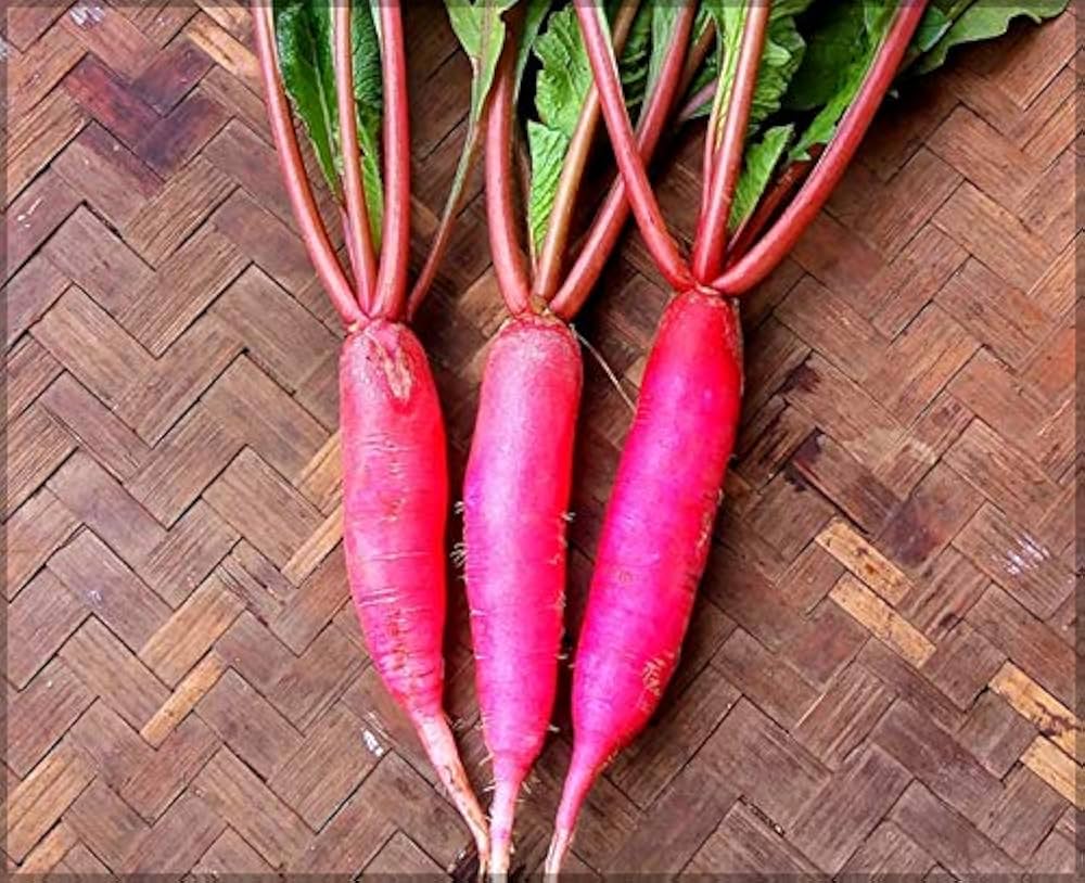 Dark Pink Radish (Raphanus sativus) seeds for planting in home garden