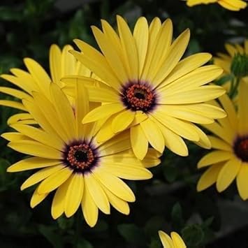 Heirloom Yellow Dimorphotheca Flower Seeds for Planting, Non-GMO for planting in your garden.
