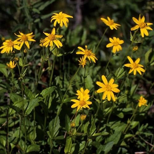 Herbal Seeds - Arnica Montana "Arbo" - Seeds for Healing and Medicinal Plant Use