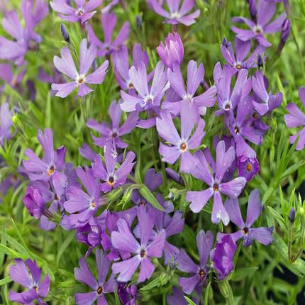 Violet Color Phlox Flower