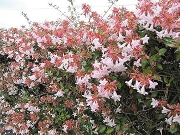 Multi-Colored Abelia Flower Seeds for Planting -Heirloom Seeds,Ideal for Home Gardens seeds for planting in home garden