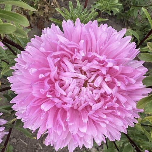 Pink Callistephus Flower - Heirloom, Non - Gmo Seeds