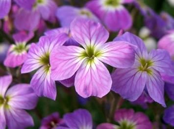 Purple Matthiola Flower Seeds for Planting - 100