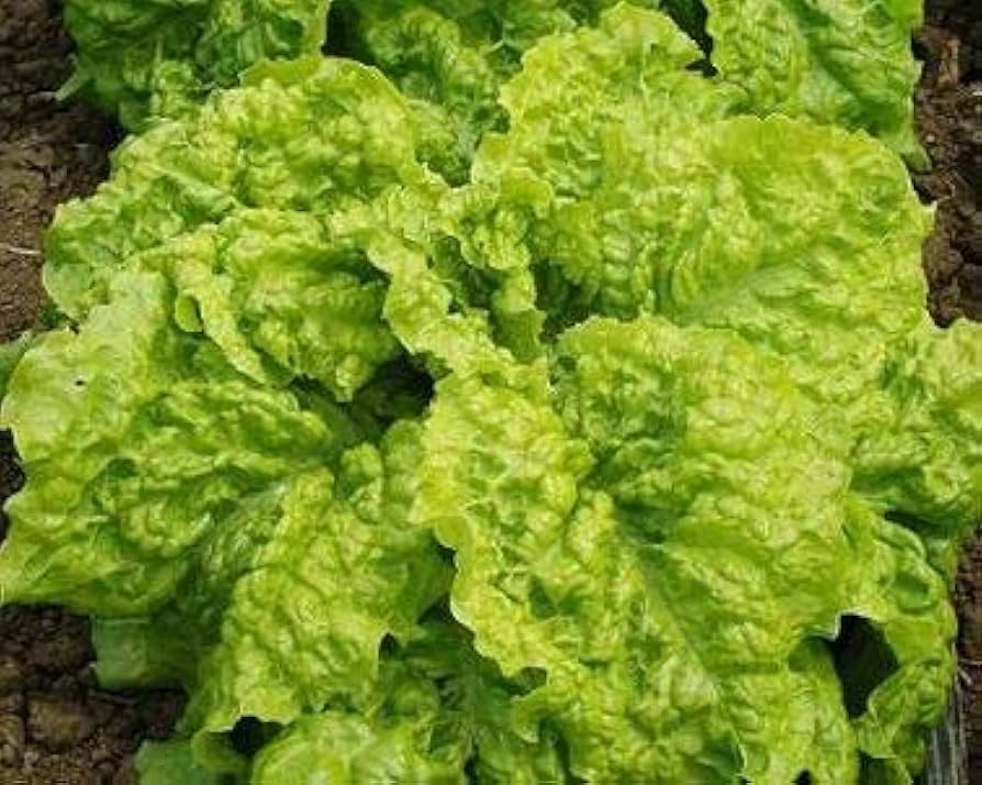Lettuce Australian Yellow TRM177 Lactuca sativa vegetable seeds for planting in home garden or indoor pots