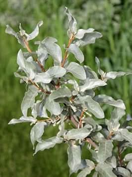 Silverberry Plant Seeds - Exotic Silverberry Plants for Ornamental Gardens