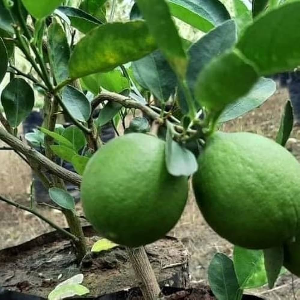 Lemon Citrus Limon Rainbow Tree Seeds for Planting – Great for Tropical Garden and Decorative Indoor Pots