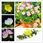 Mixed Oenothera Biennis Flower Seeds for Planting - 100 seeds for planting in home garden