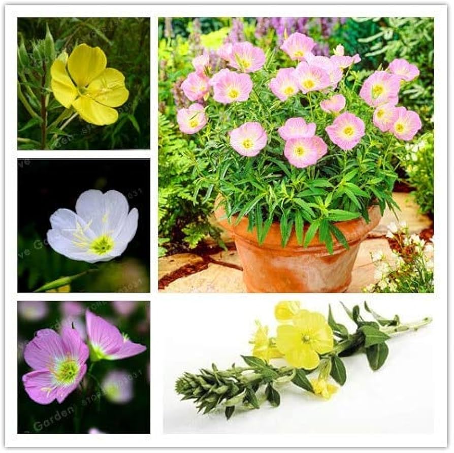 Mixed Oenothera Biennis Flower Seeds for Planting - 100 seeds for planting in home garden