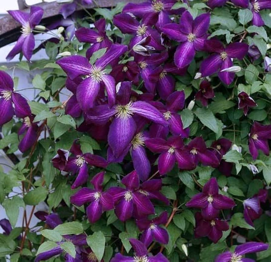 Clematis ligusticifolia Seeds – + Jungfrau Bower Climbing Flower Seeds