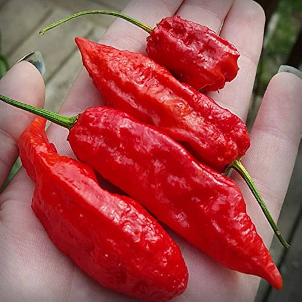 Pepper Capsicum Chinense Assam Hot Vegetable Seeds for Planting – Ideal for Spicy Kitchen Garden and Backyard Harvest