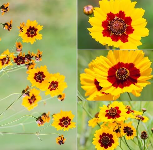 Yellow Red Coreopsis Flower - Heirloom, Non - Gmo Seeds
