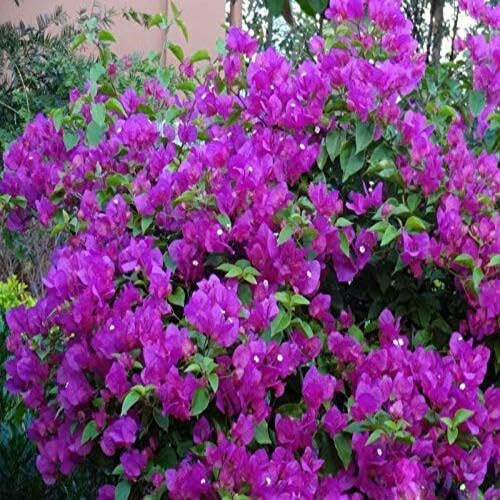 Bougainvillea Flower - Heirloom, Non - Gmo Seeds