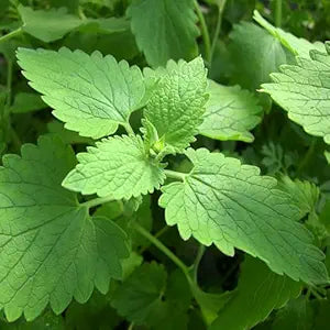 Catnip Plant Nepeta cataria Seeds for Planting in Herb Garden & Urban Garden