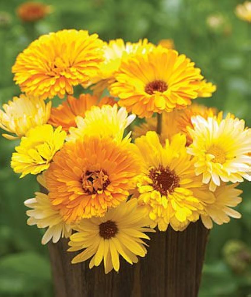Scottish Marigold Yellow Seeds for Planting Home Garden Flower Bed