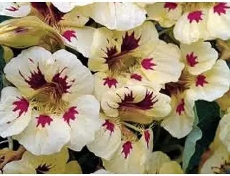 Cream Ladybird Flower Seeds for Planting - NON GMO Seeds Dhara Seeds