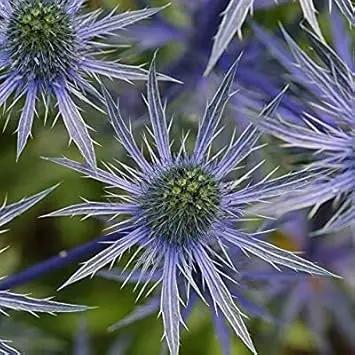 Blue Eryngo Flat Sea Holly Seeds for Planting -Heirloom & Non-GMO Seeds for planting for planting in home garden
