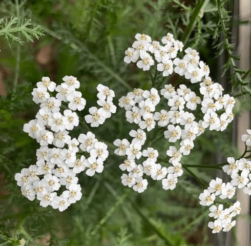 White Yarrow Flower