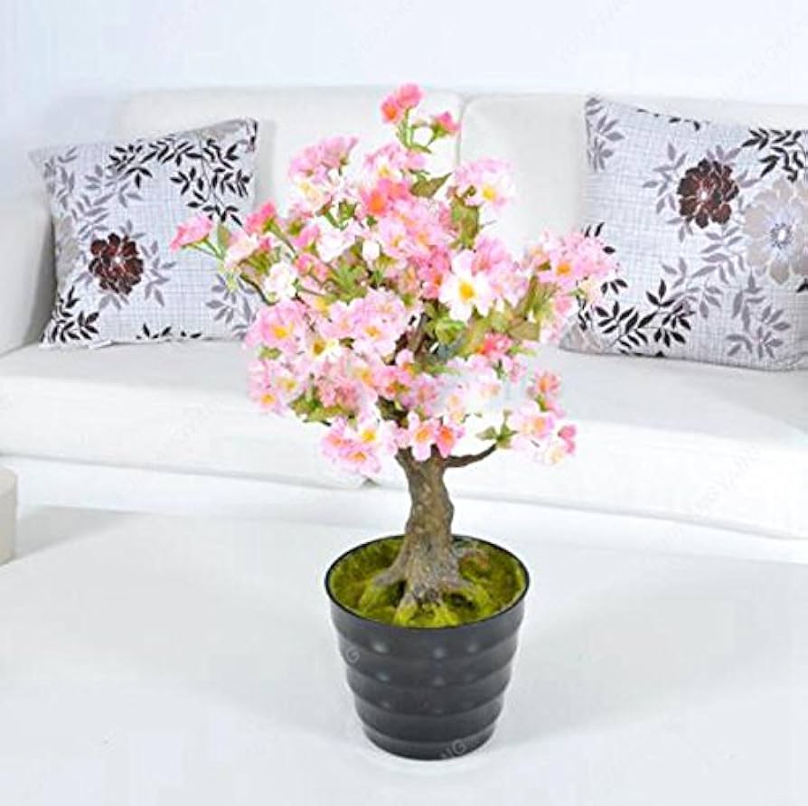 Sakura Cherry Blossom Bonsai Seeds for Planting in Garden