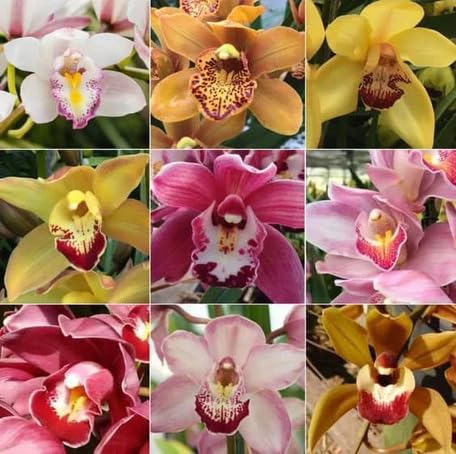 Mixed Cymbidium Flower - Heirloom, Non - Gmo Seeds