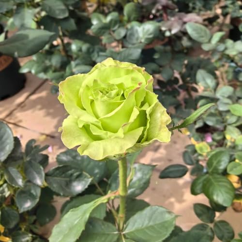 Giant Rose Flower Green - Heirloom, Non - Gmo Seeds