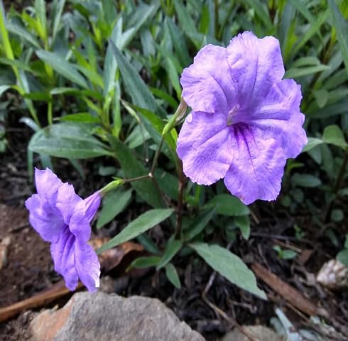 Purple Ruellia Tuberosa Flower - Heirloom, Non - Gmo Seeds