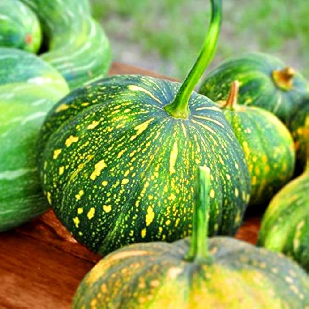 Summer Squash Pumpkin Seeds for Planting