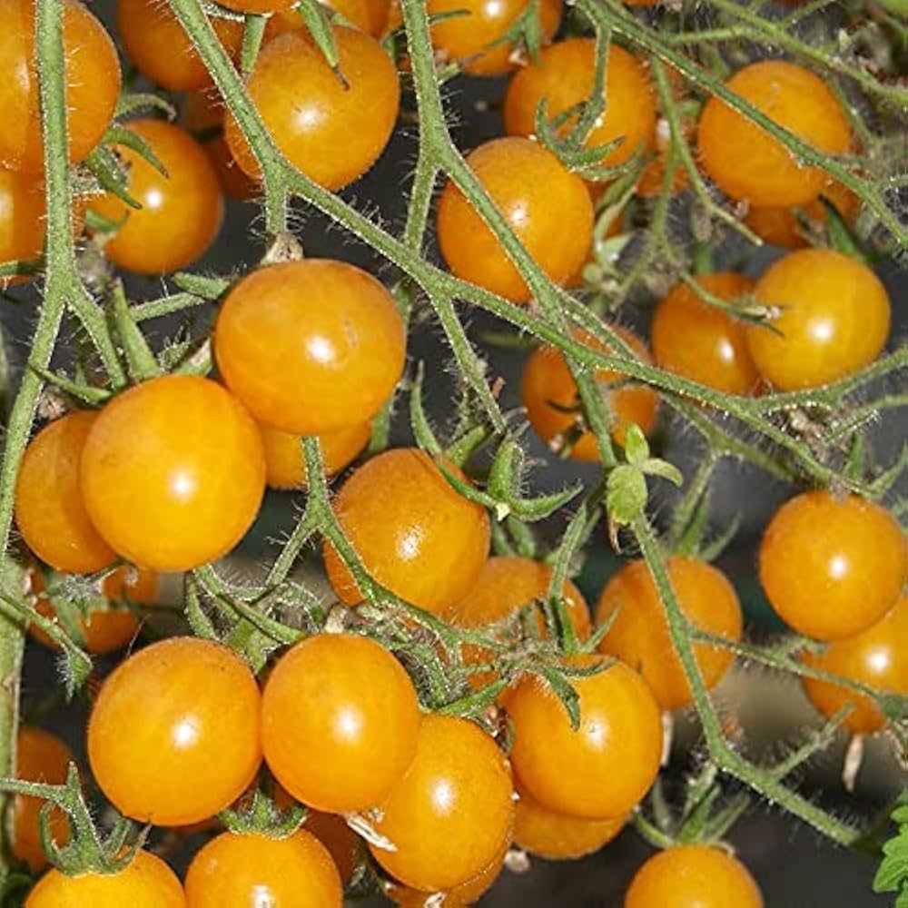 Gold Cherry Tomato Solanum lycopersicum Seeds for Planting vegetable garden