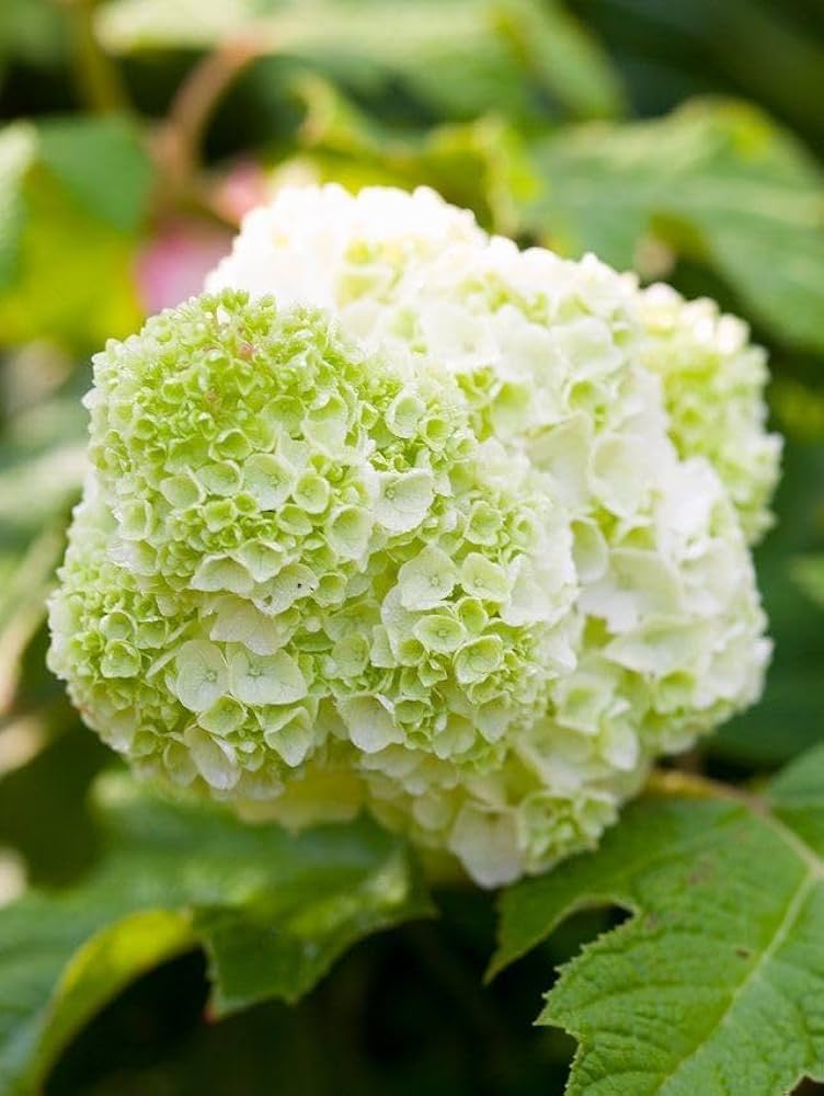 SEEDS for Light Green HYDRANGEA RARE flower exotic bush home plant Seller – Heirloom, Non-GMO, High Germination Organic Garden Seeds