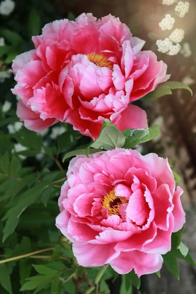Chinese Peony Paeonia lactiflora Seeds for Planting - Perfect for Flower Bed & Urban Garden