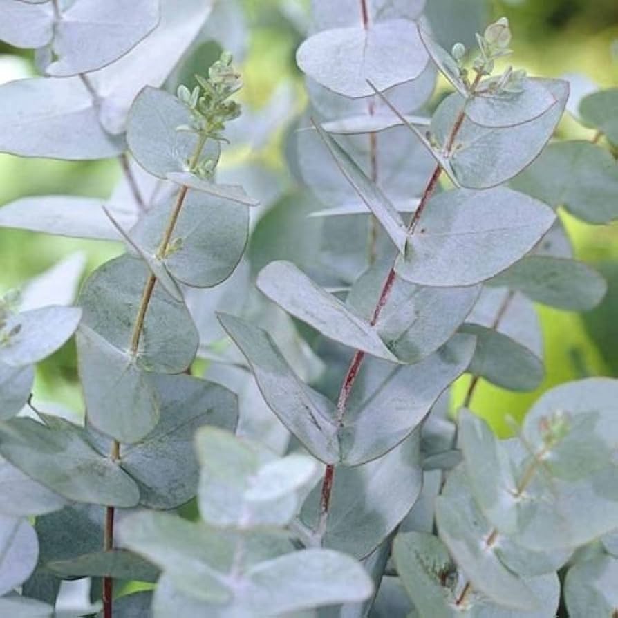 Eucalyptus Gunnii Seeds for planting in aromatic garden