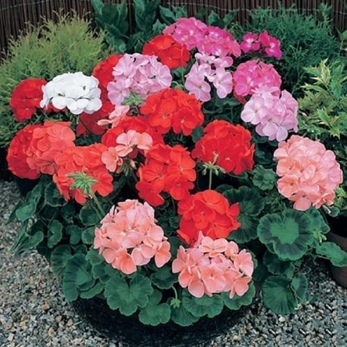 Mixed Geranium Flower - Heirloom, Non - Gmo Seeds