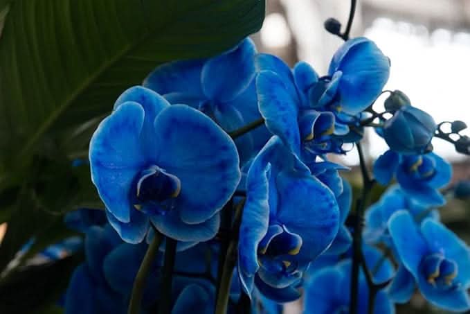 Deep Blue Orchid Perennial Flower Seeds for Balcony & Garden