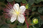 Capparis Spinosa Flower Seeds for Planting - NON GMO Seeds Dhara Seeds