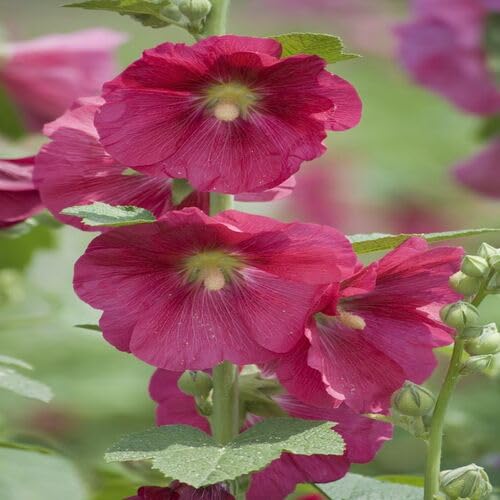 Hollyhock Flower Pink - Heirloom, Non - Gmo Seeds