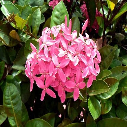 Ixora Flower Pink - Heirloom, Non - Gmo Seeds
